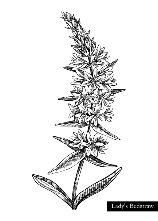 Lady's bedstraw vector illustration. Hand drawn summer flower sketch. Wildflower drawing isolated on white background. Meadows or woodlands flowering plant. Floral design element